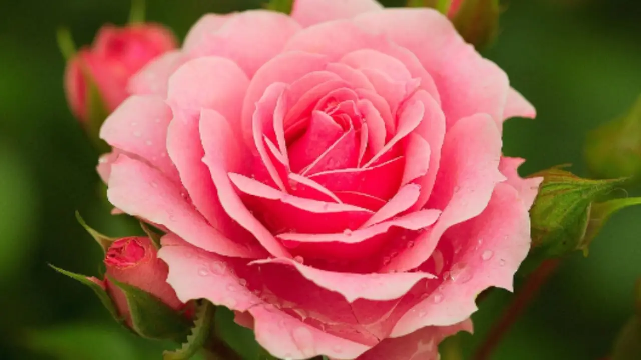 Ticchiolatura: il prodotto naturale che ferma la malattia