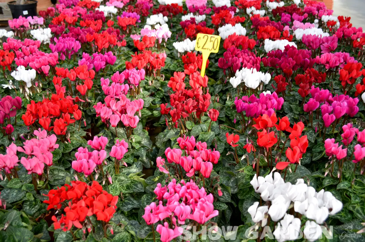 Non piantare nulla a settembre prima di leggere questa lista: ecco cosa fiorisce davvero