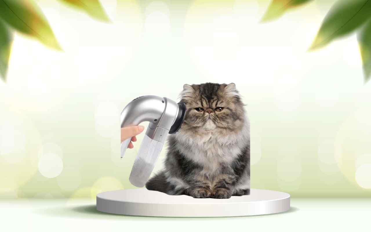 Scopri come eliminare i peli degli animali con SpazzolAmica: comfort e pulizia